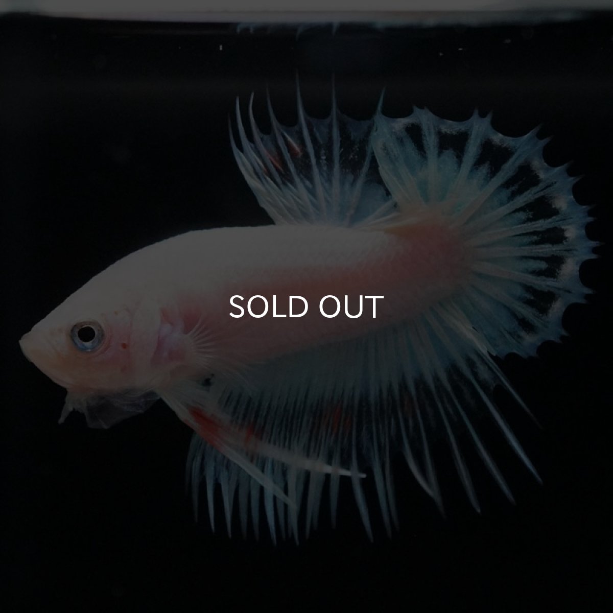 画像6: CTPK　クリアファンシー (6)