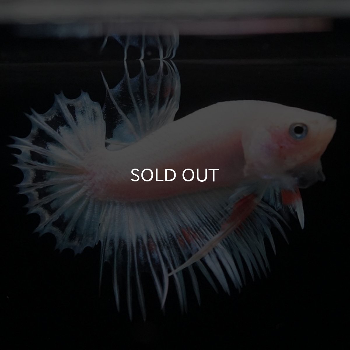 画像5: CTPK　クリアファンシー (5)