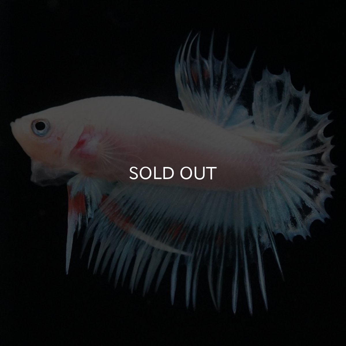 画像4: CTPK　クリアファンシー (4)