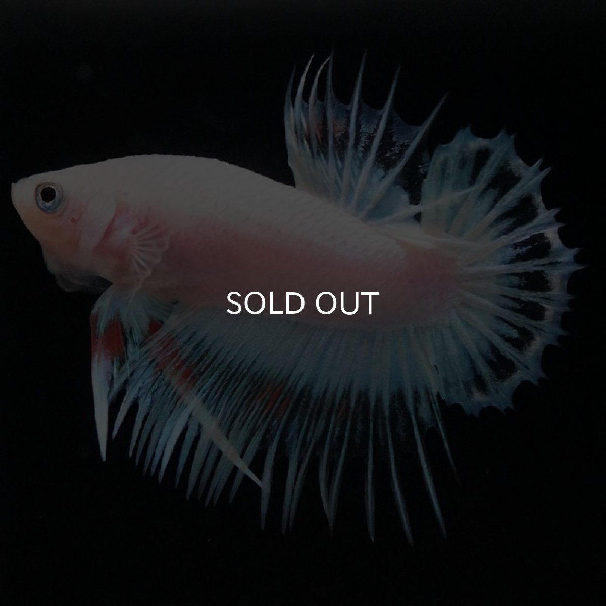 画像3: CTPK　クリアファンシー (3)