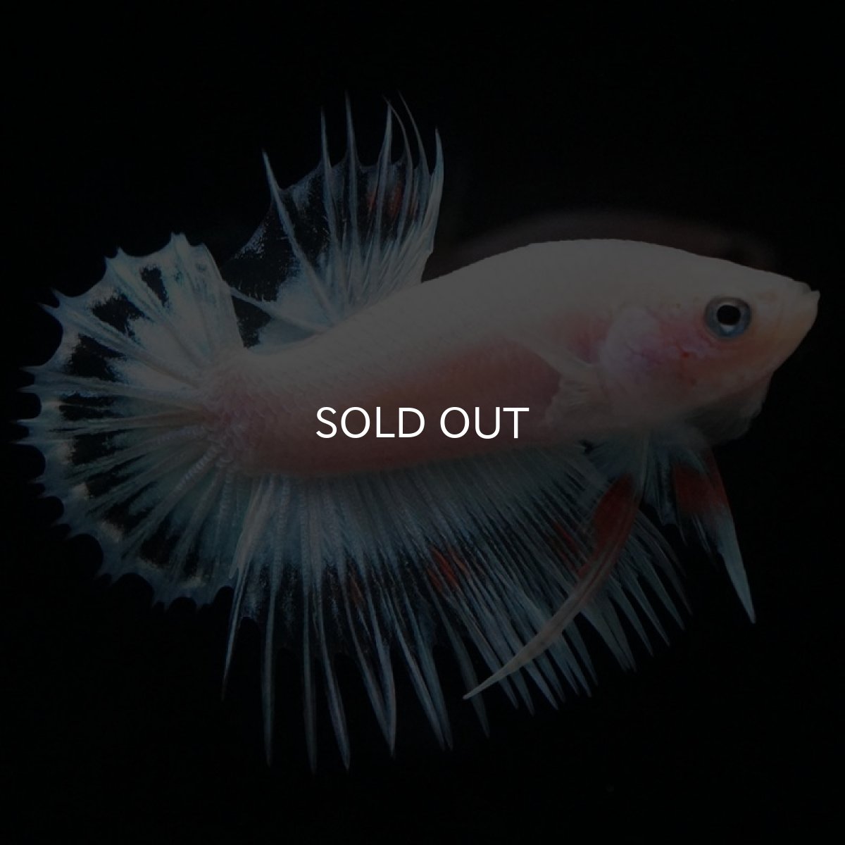 画像2: CTPK　クリアファンシー (2)