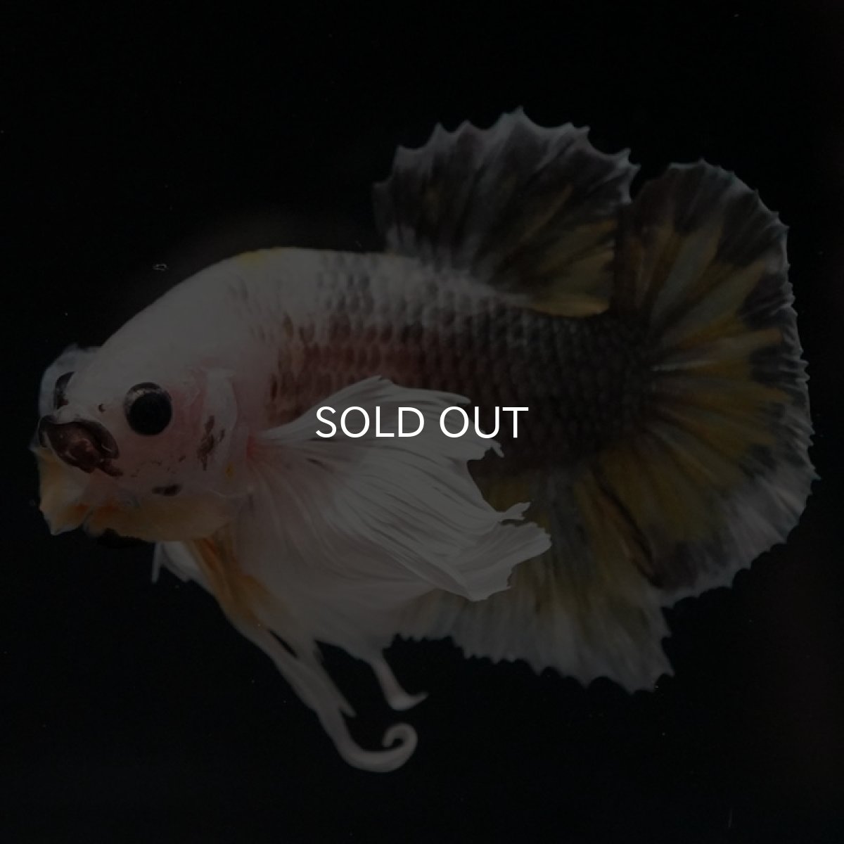 画像7: HMPK　イエローカッパー　ダンボ (7)