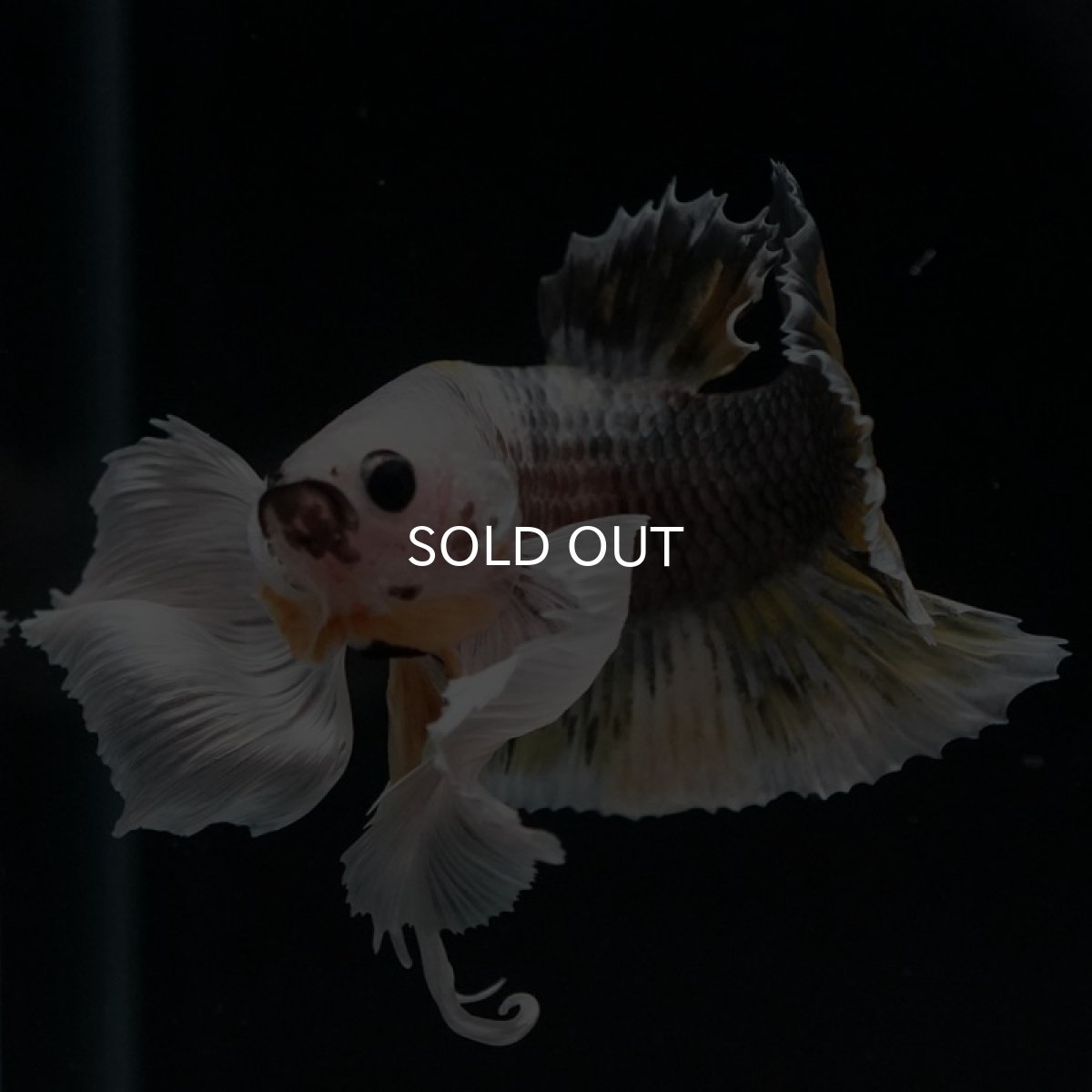 画像6: HMPK　イエローカッパー　ダンボ (6)