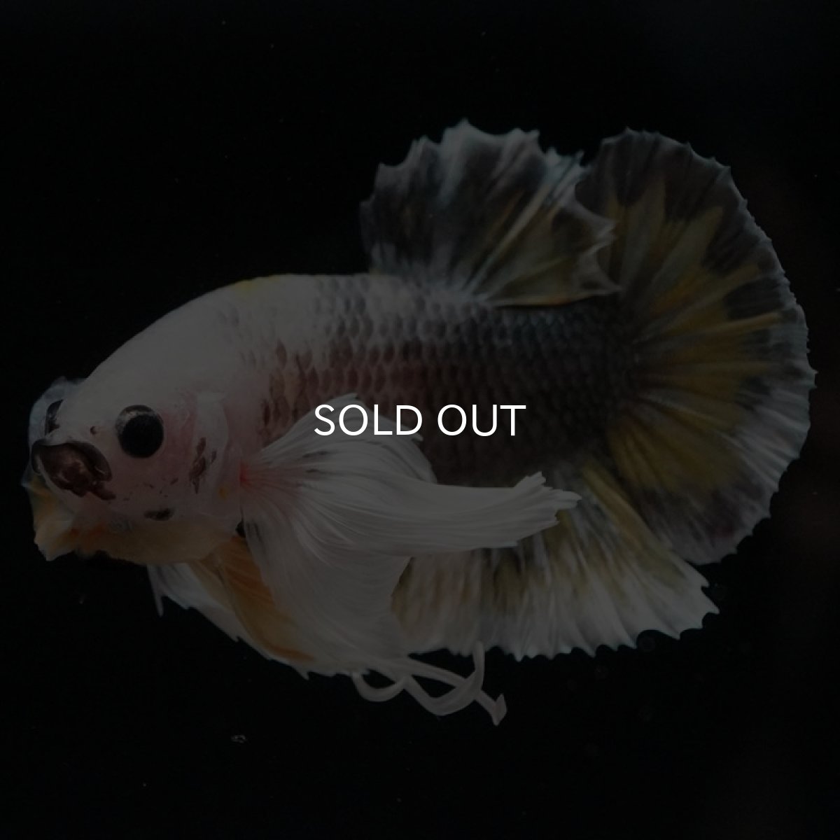 画像5: HMPK　イエローカッパー　ダンボ (5)