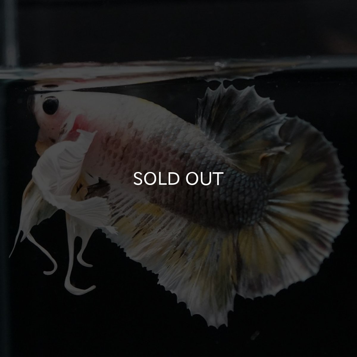 画像4: HMPK　イエローカッパー　ダンボ (4)