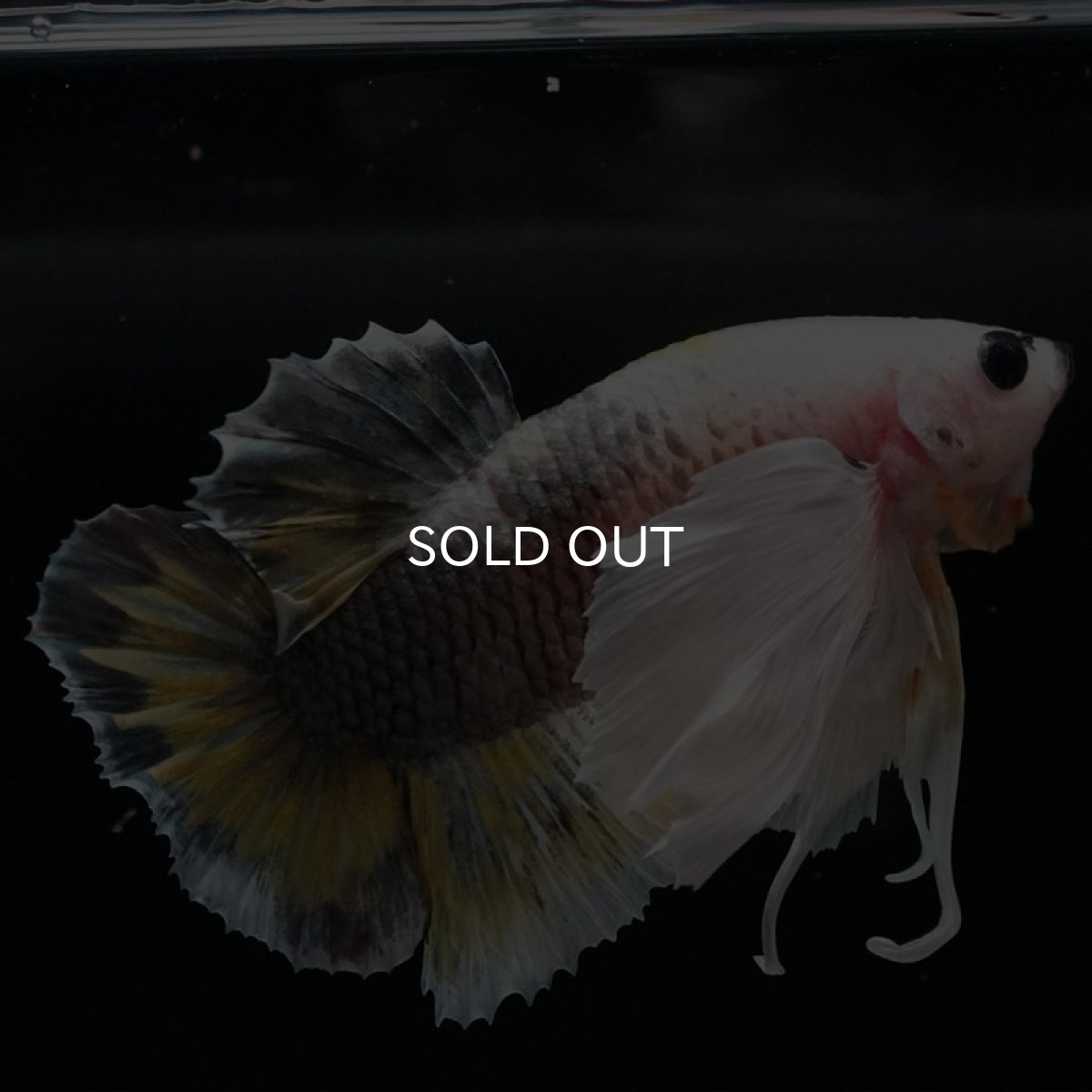 画像3: HMPK　イエローカッパー　ダンボ (3)