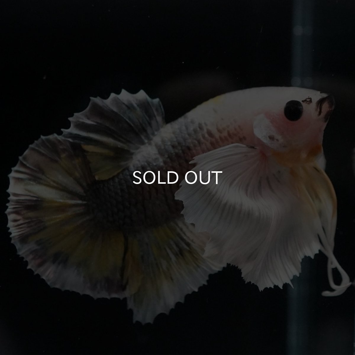 画像2: HMPK　イエローカッパー　ダンボ (2)