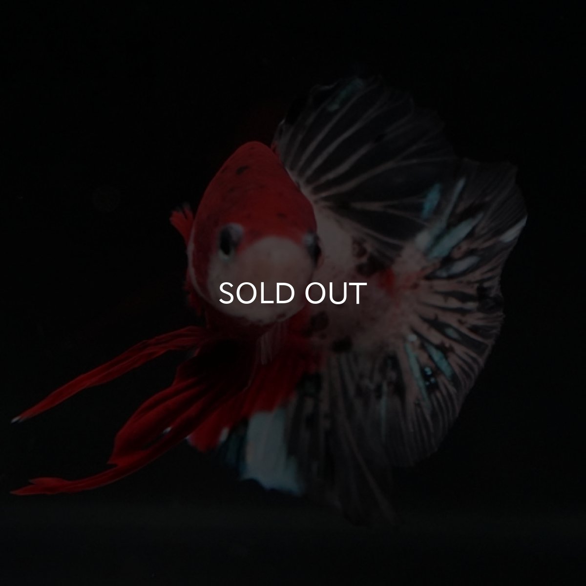 画像3: HMPK　紅白　変わり柄 (3)