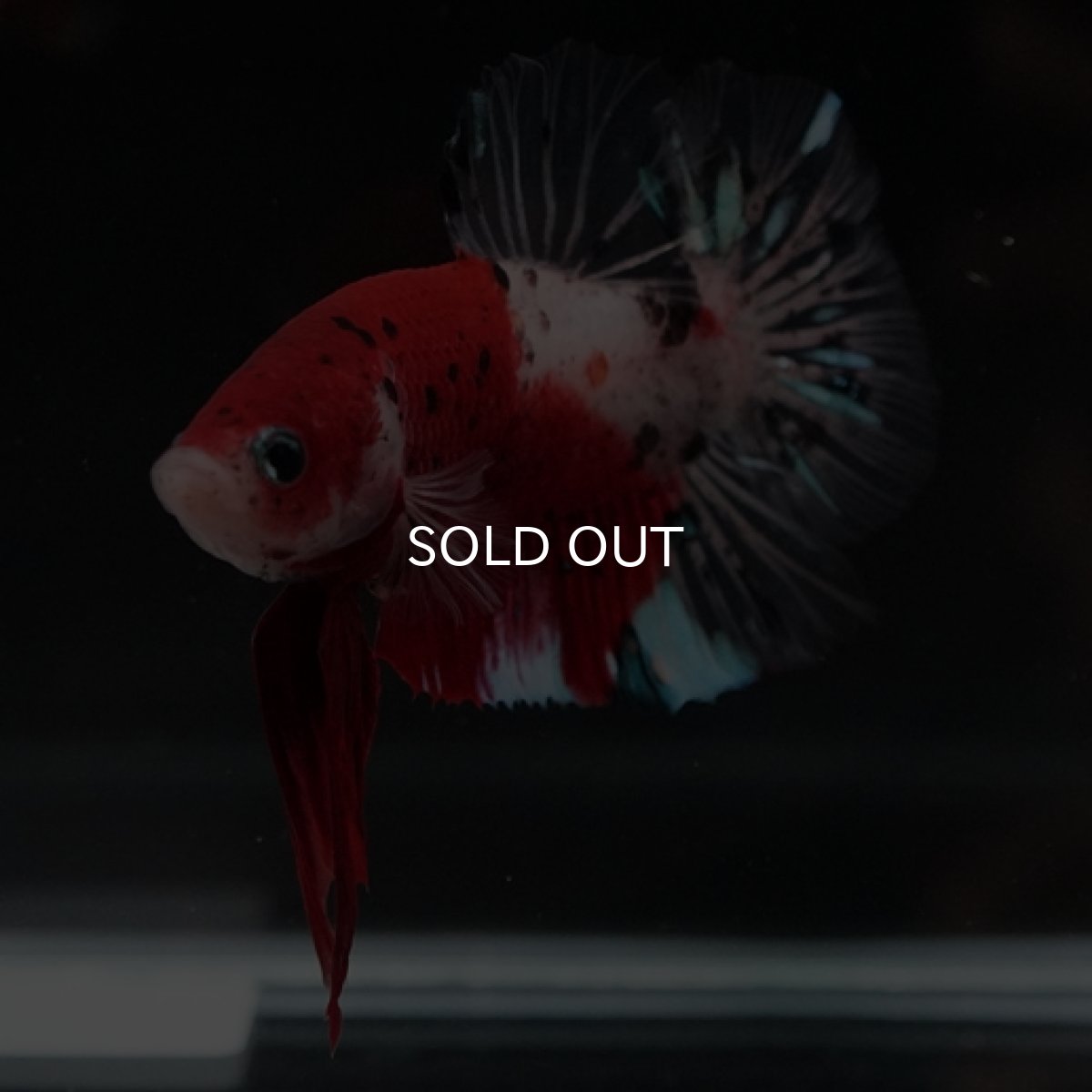 画像7: HMPK　紅白　変わり柄 (7)