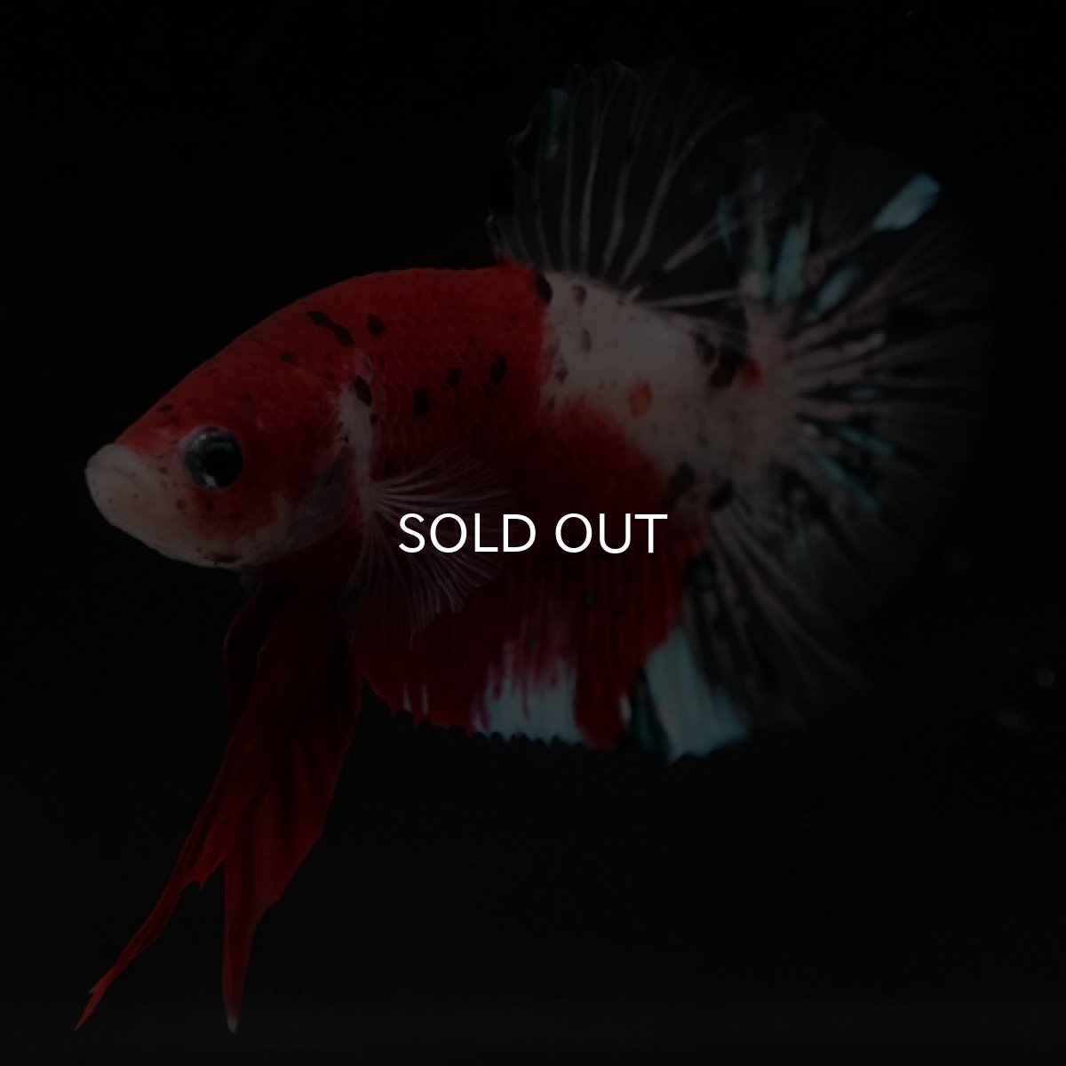 画像6: HMPK　紅白　変わり柄 (6)