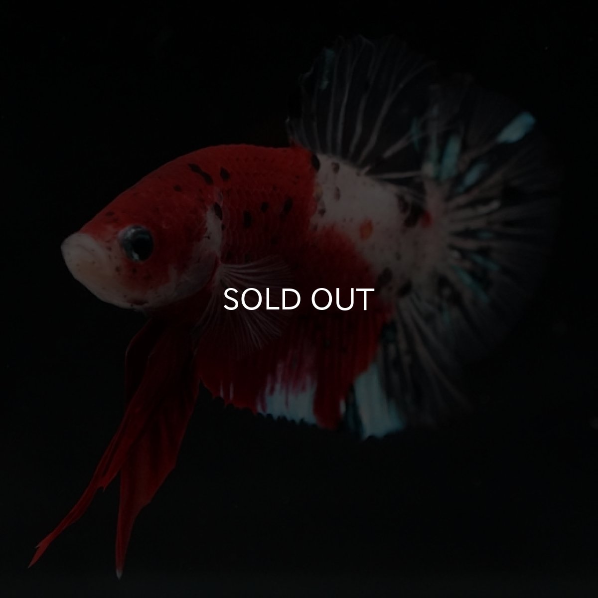 画像5: HMPK　紅白　変わり柄 (5)