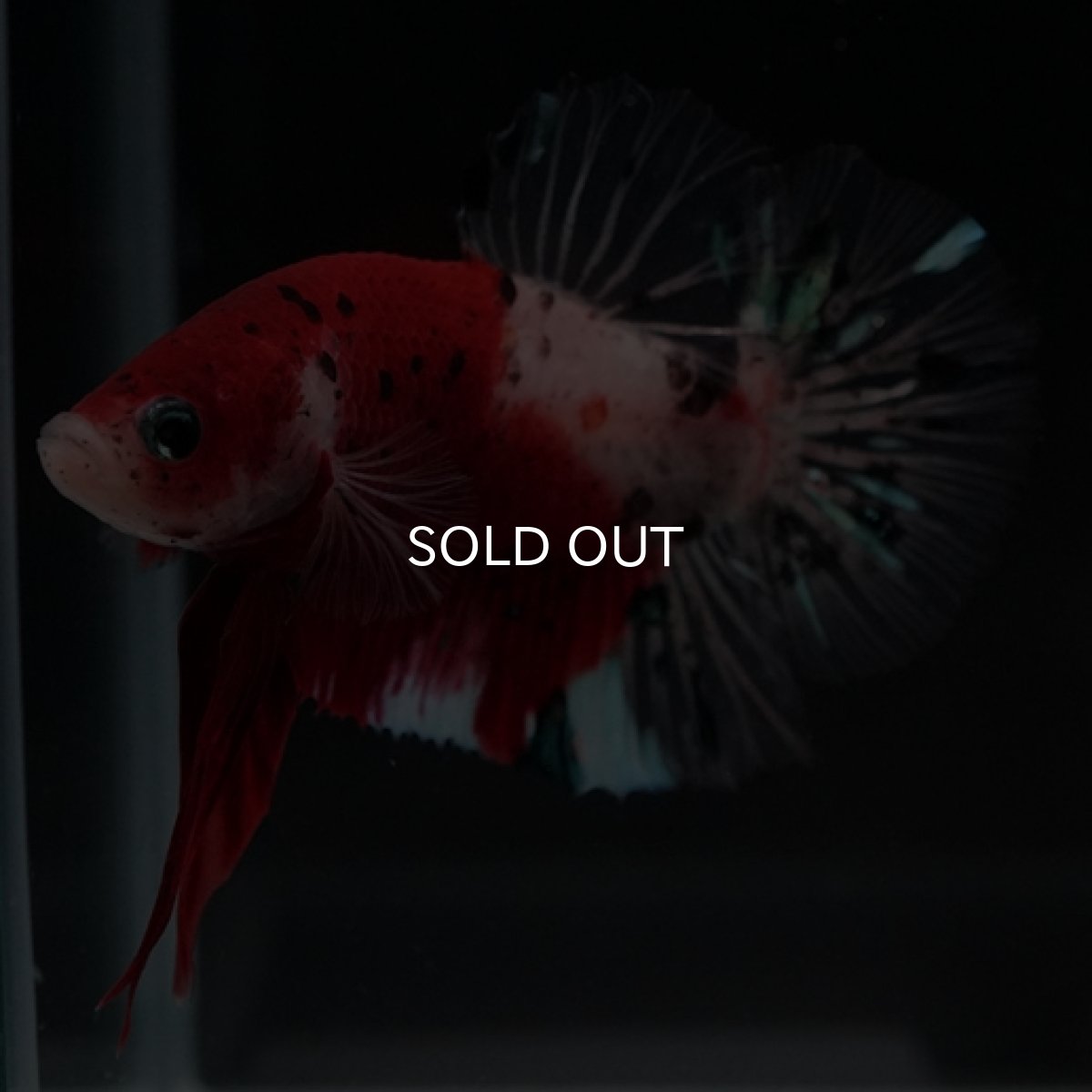 画像4: HMPK　紅白　変わり柄 (4)