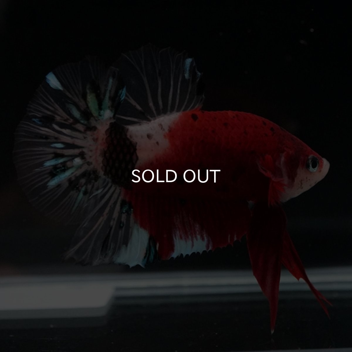 画像2: HMPK　紅白　変わり柄 (2)