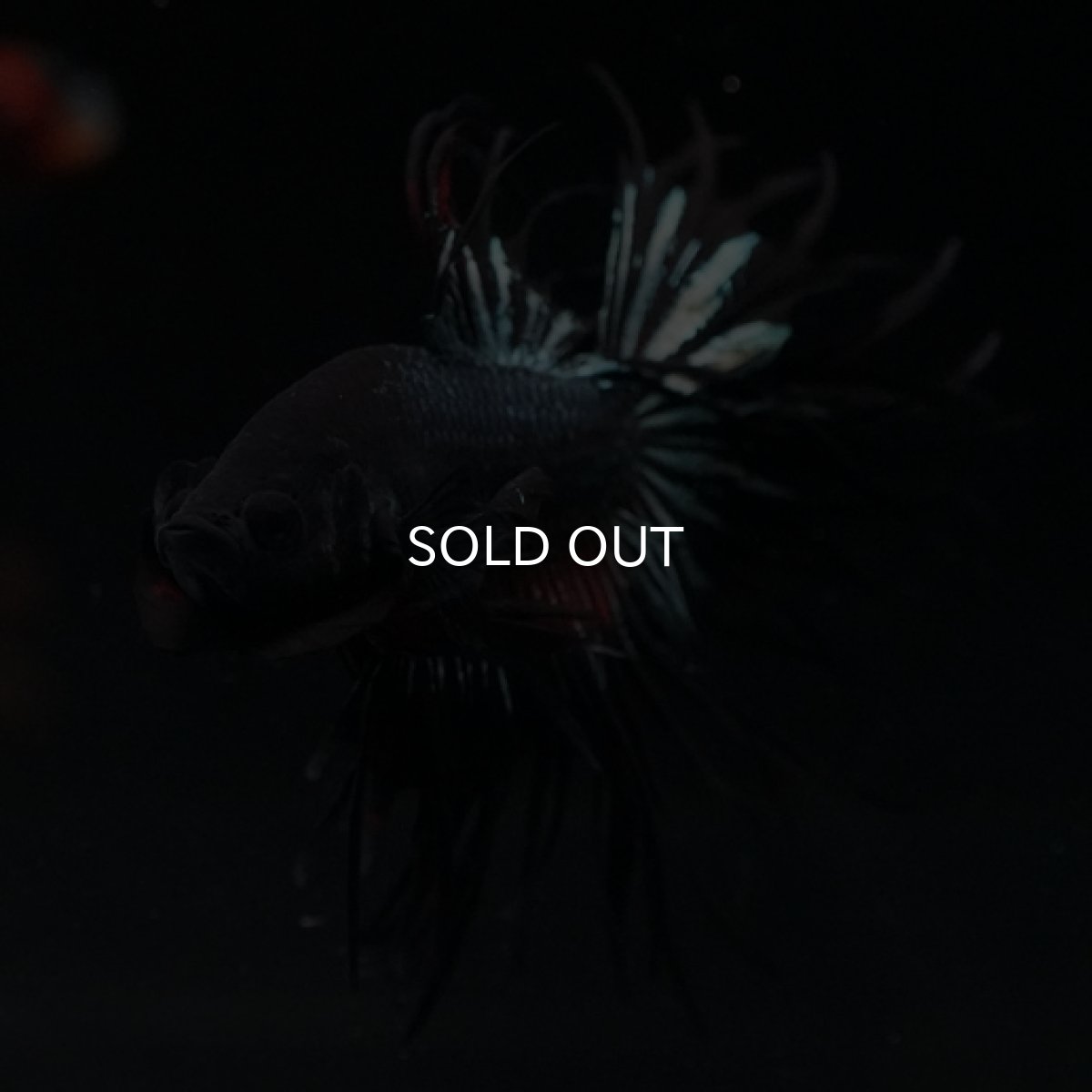 画像7: CT キングクラウン ブラックレッドカッパー (7)