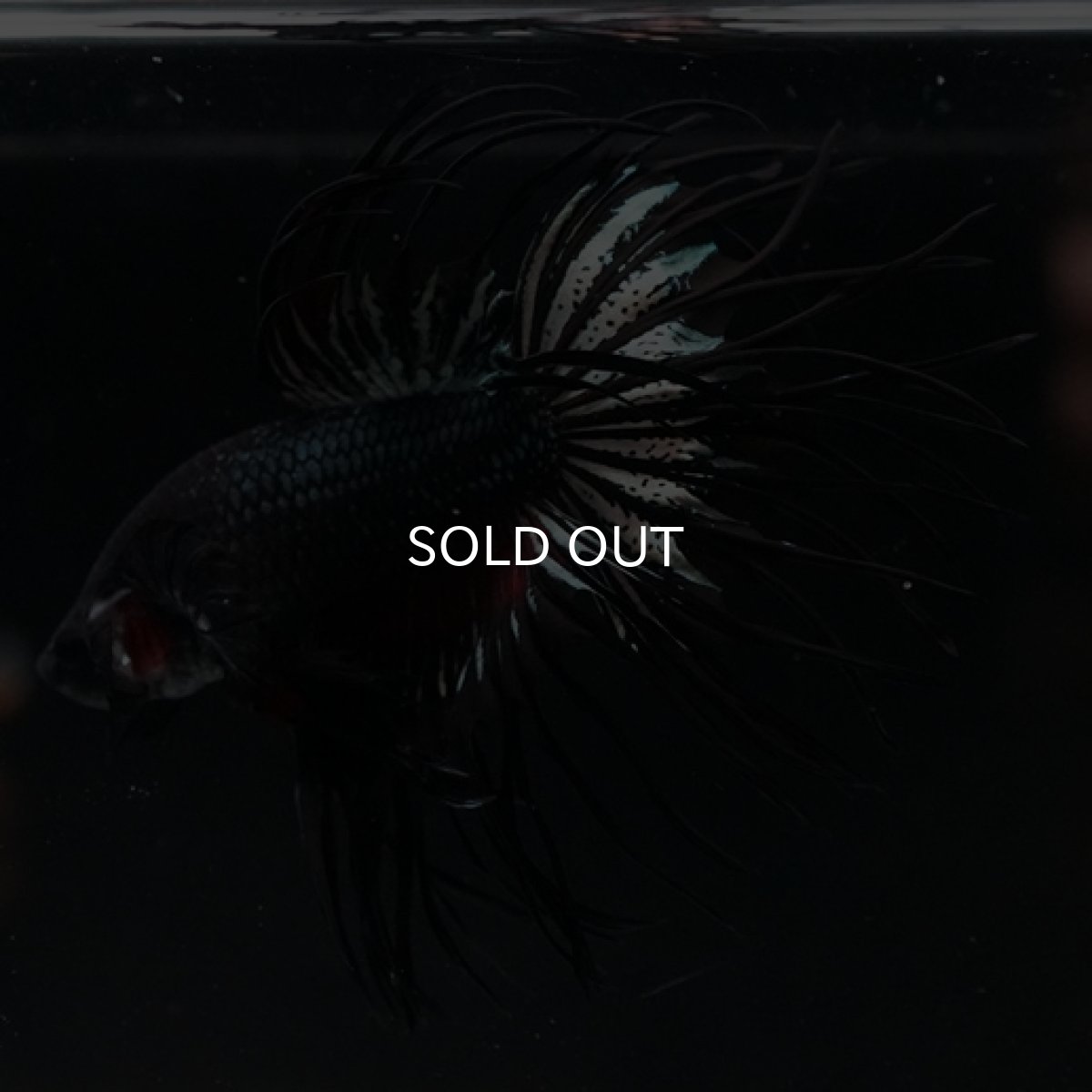 画像6: CT キングクラウン ブラックレッドカッパー (6)