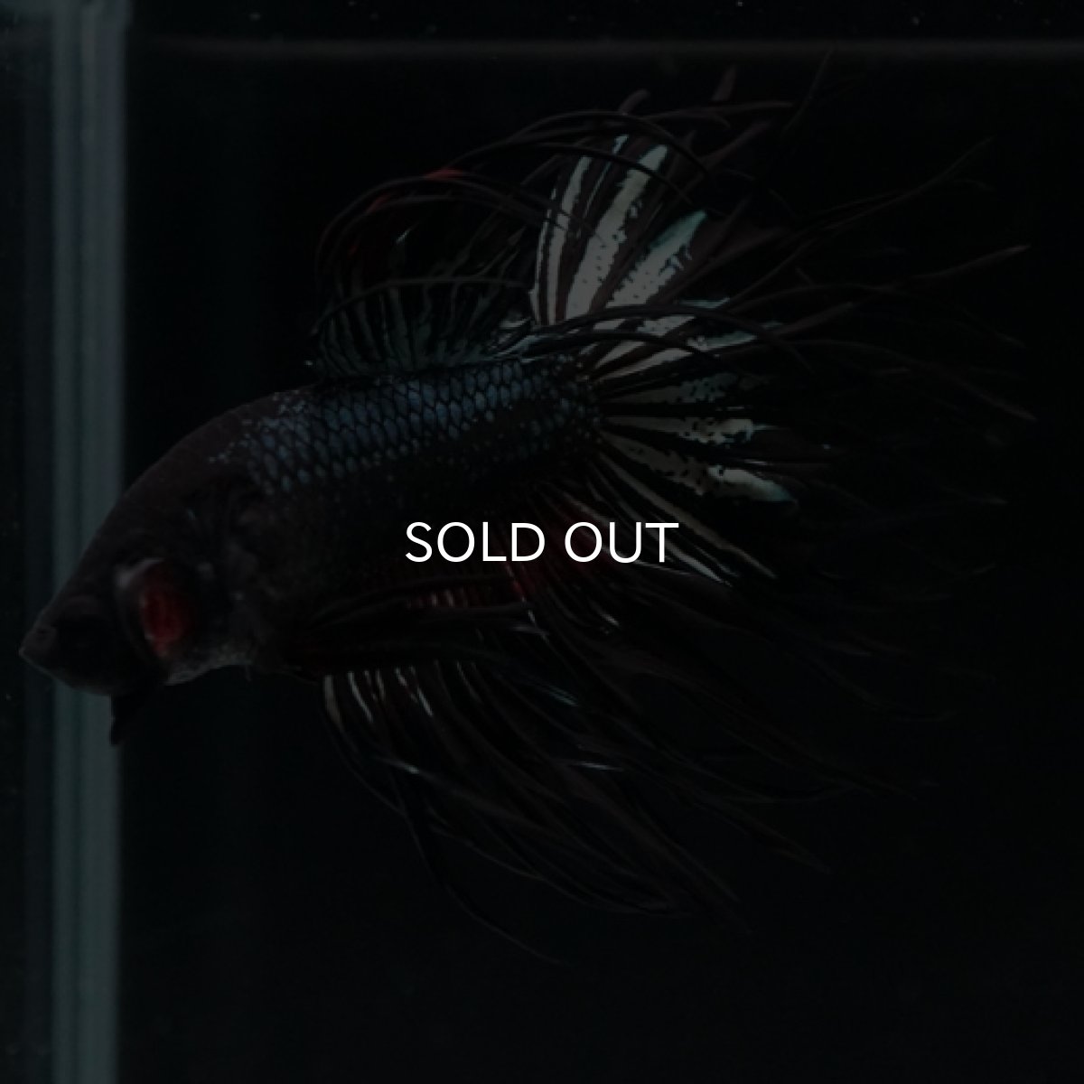 画像5: CT キングクラウン ブラックレッドカッパー (5)