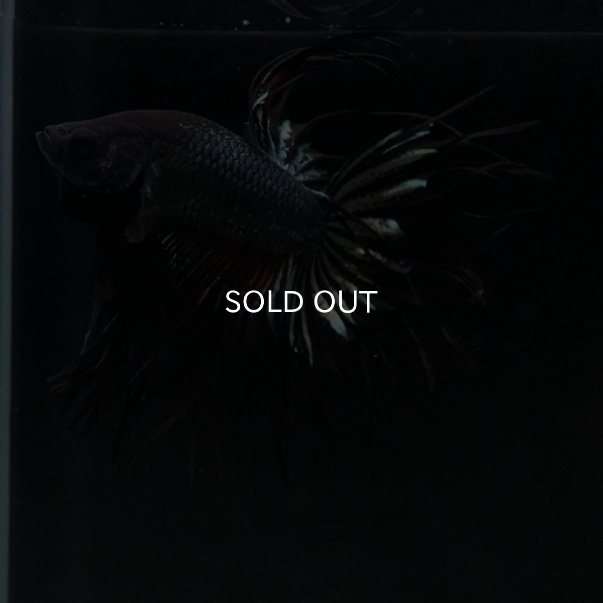 画像4: CT キングクラウン ブラックレッドカッパー (4)