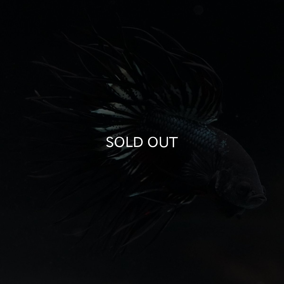 画像3: CT キングクラウン ブラックレッドカッパー (3)