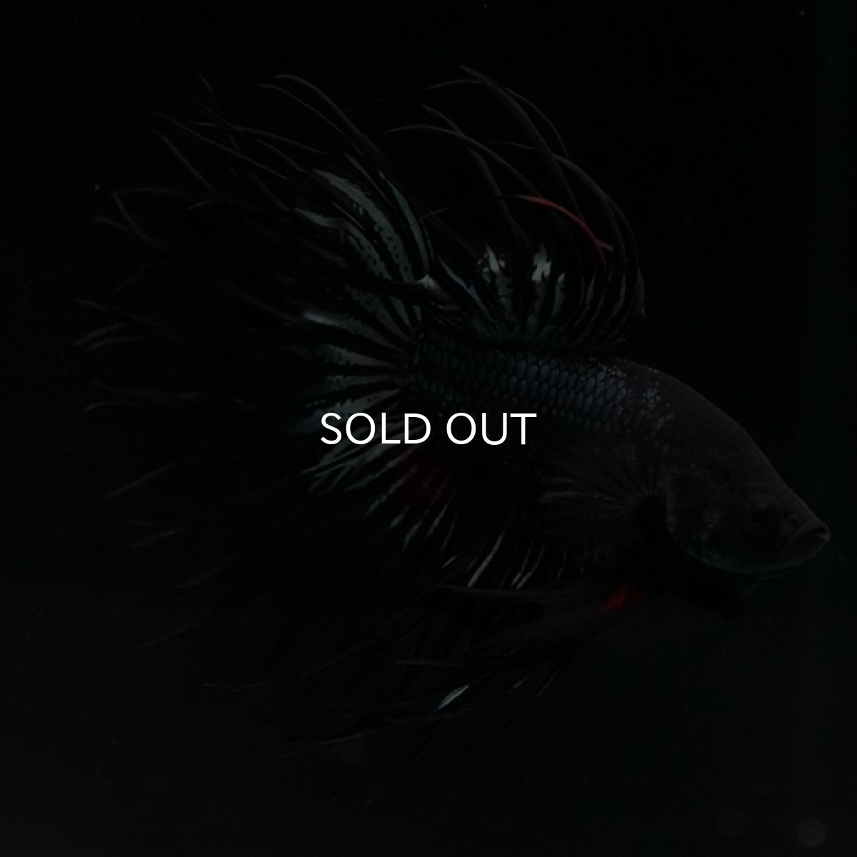 画像2: CT キングクラウン ブラックレッドカッパー (2)