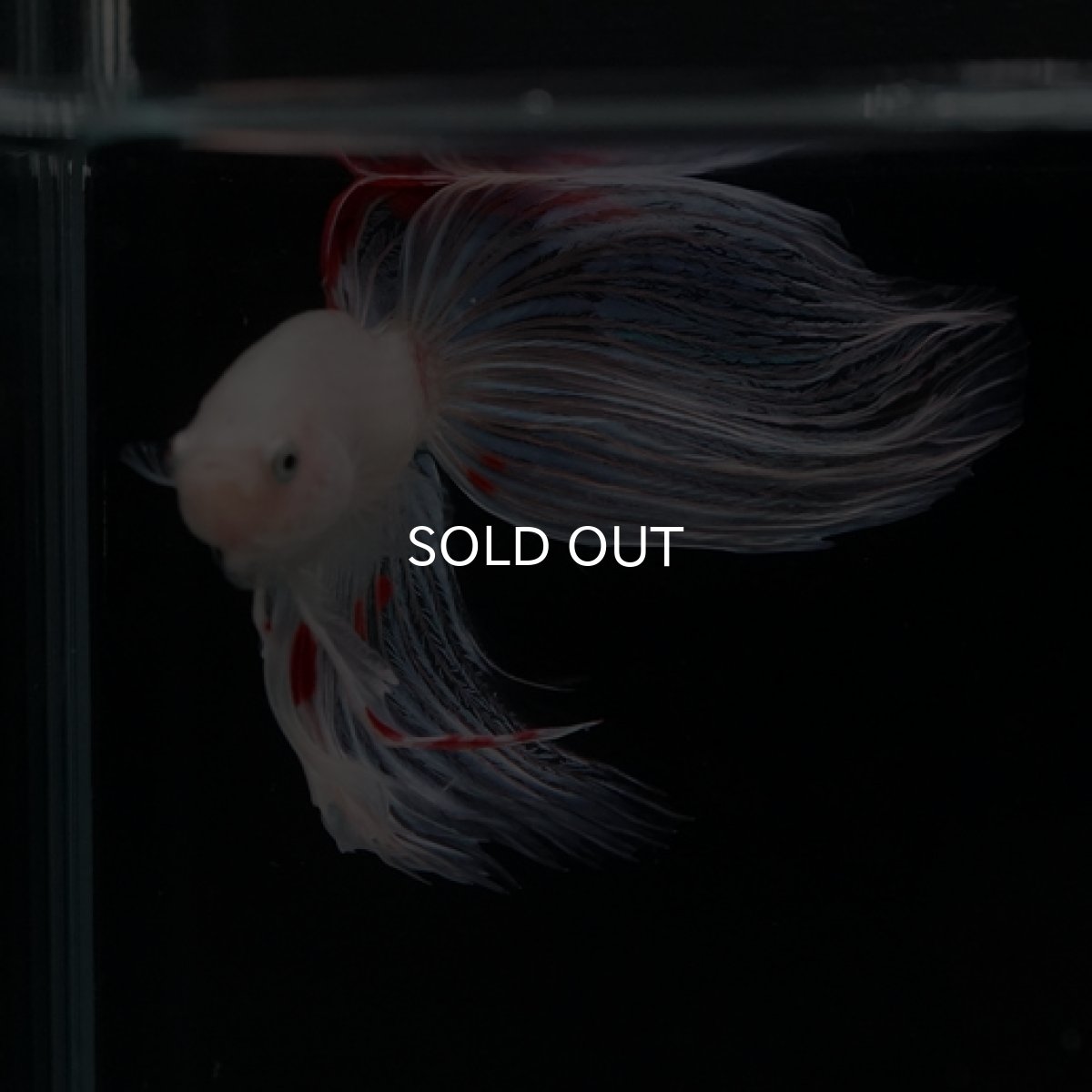 画像11: VT ホワイトファンシー (11)