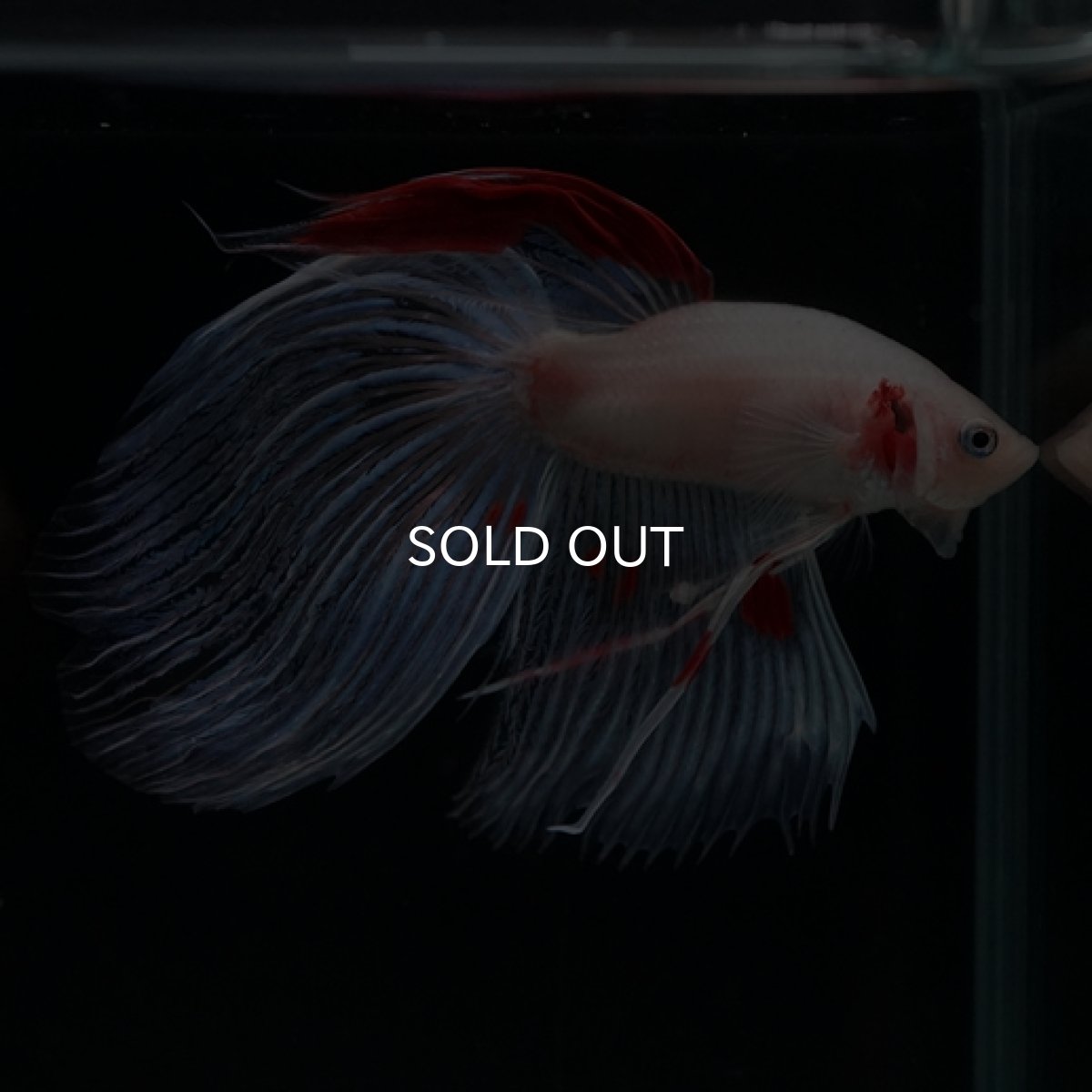 画像10: VT ホワイトファンシー (10)