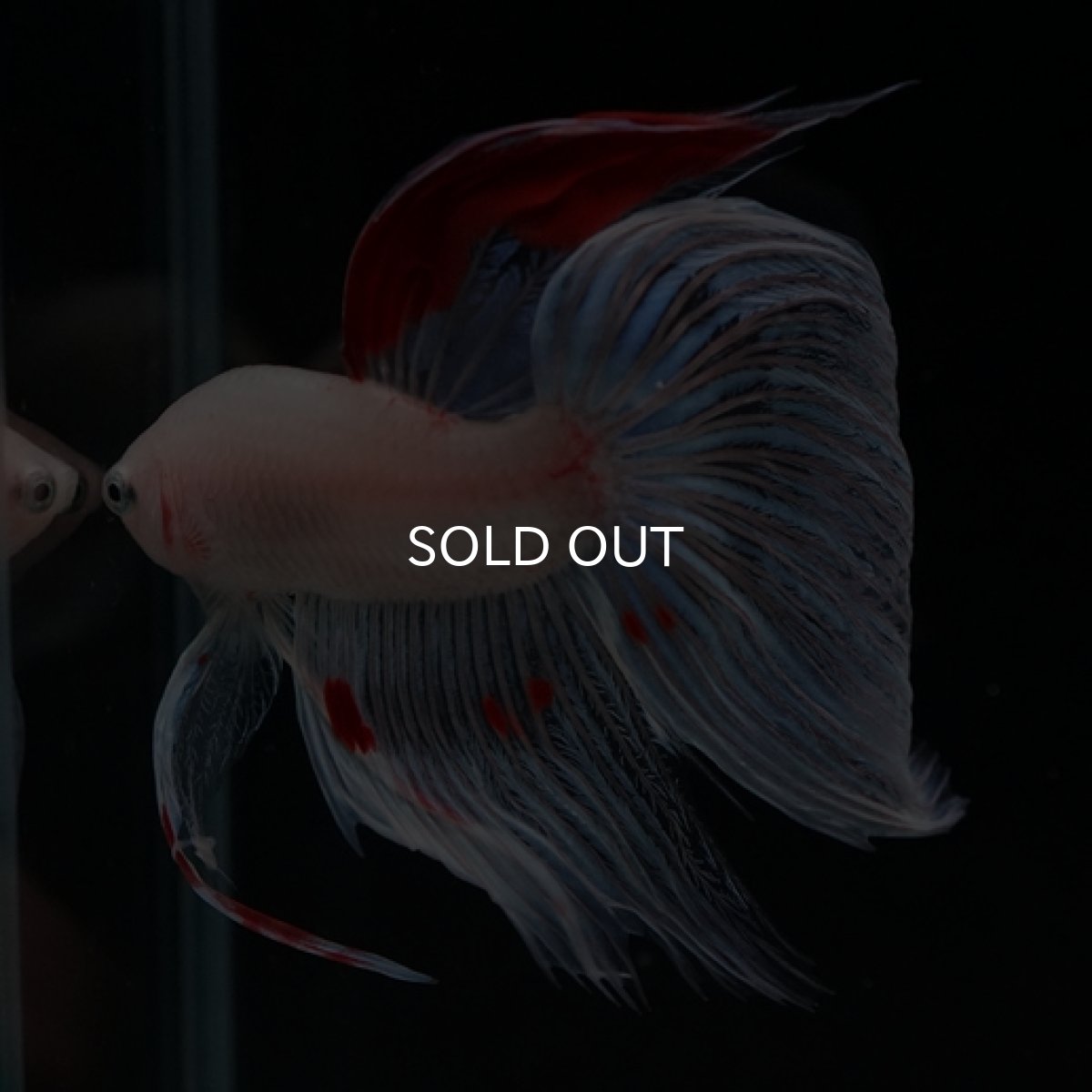 画像9: VT ホワイトファンシー (9)