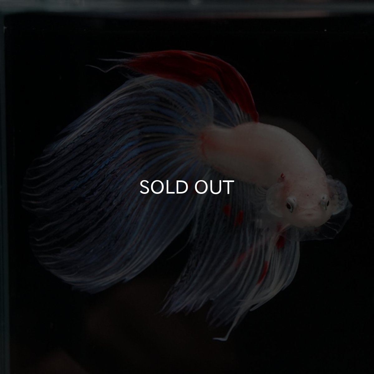 画像2: VT ホワイトファンシー (2)