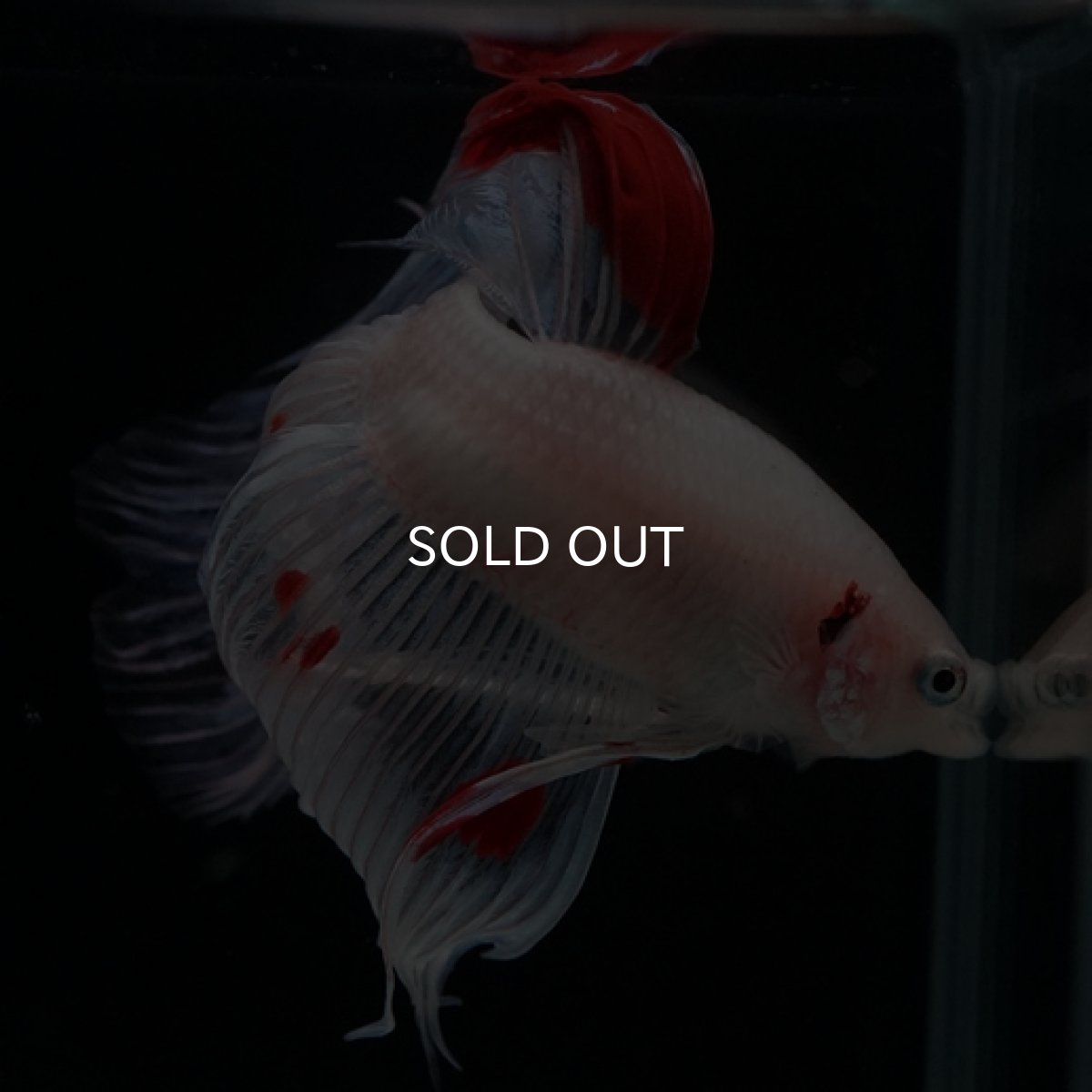 画像4: VT ホワイトファンシー (4)