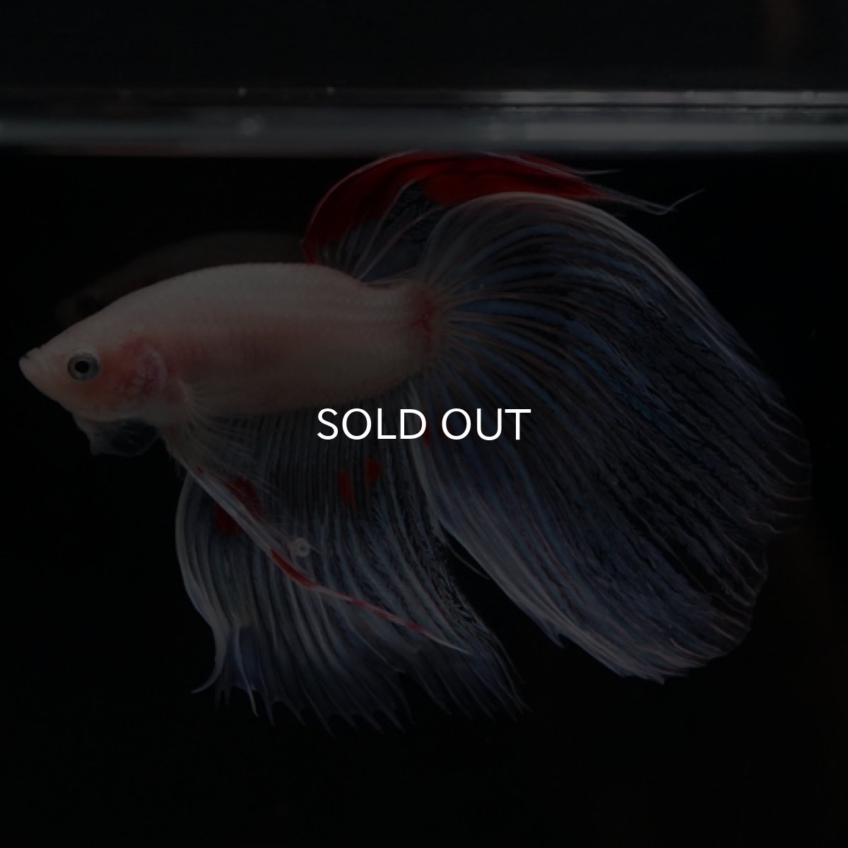 画像7: VT ホワイトファンシー (7)