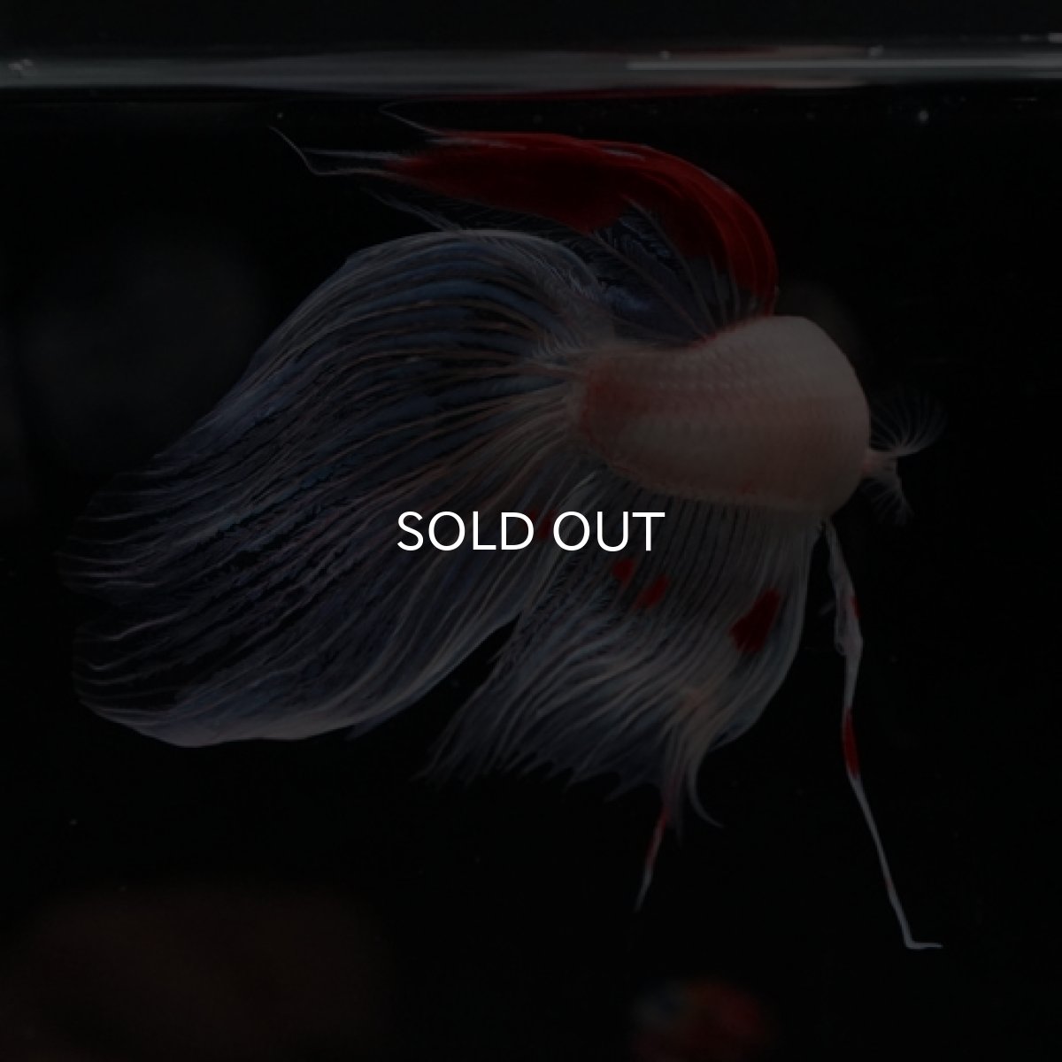 画像6: VT ホワイトファンシー (6)