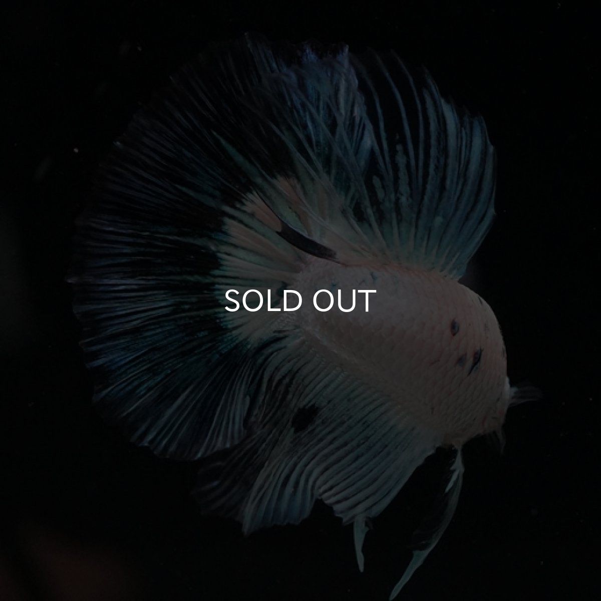 画像8: HM ホワイトファンシー ブルードット (8)