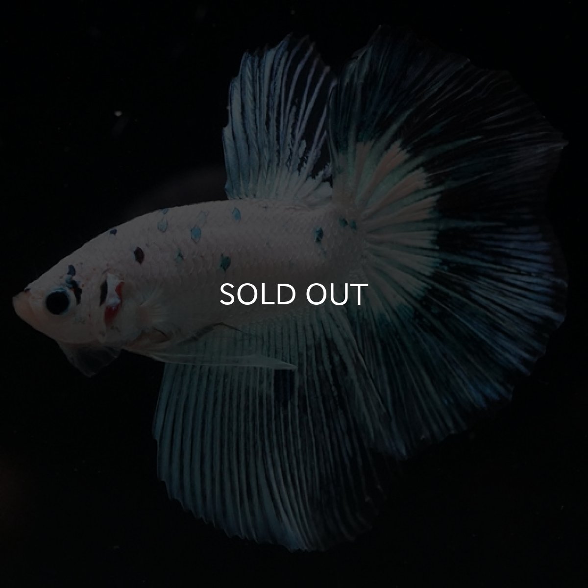 画像7: HM ホワイトファンシー ブルードット (7)