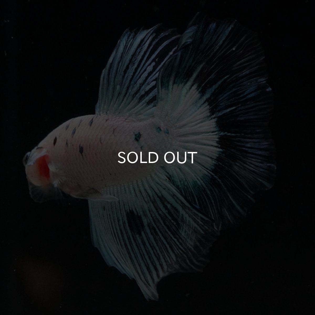 画像6: HM ホワイトファンシー ブルードット (6)