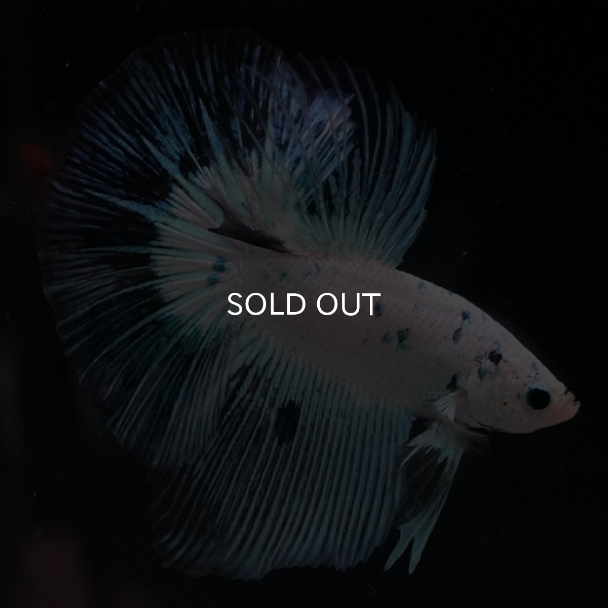 画像2: HM ホワイトファンシー ブルードット (2)