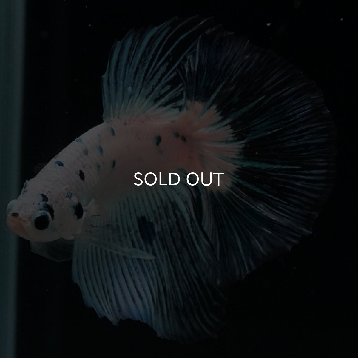 画像5: HM ホワイトファンシー ブルードット (5)