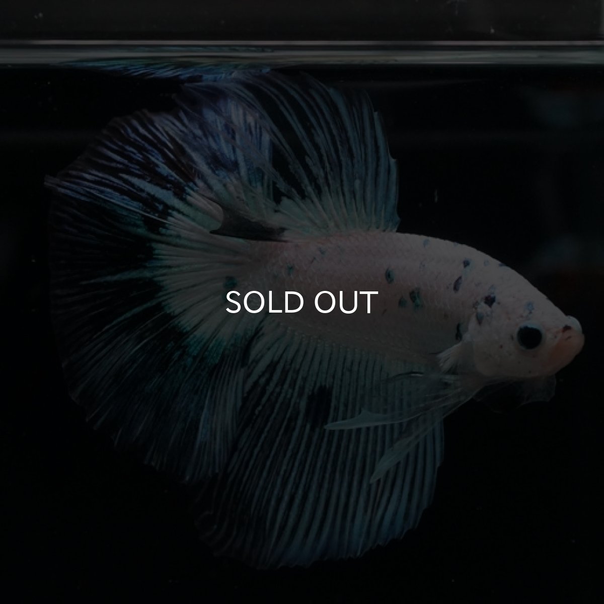 画像4: HM ホワイトファンシー ブルードット (4)