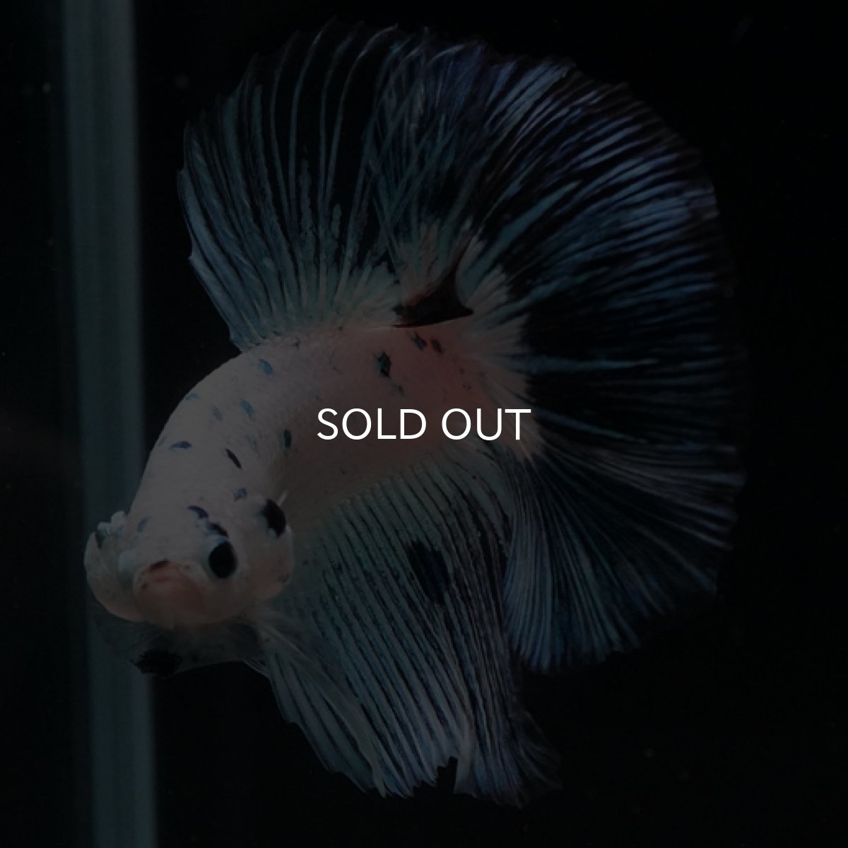 画像3: HM ホワイトファンシー ブルードット (3)