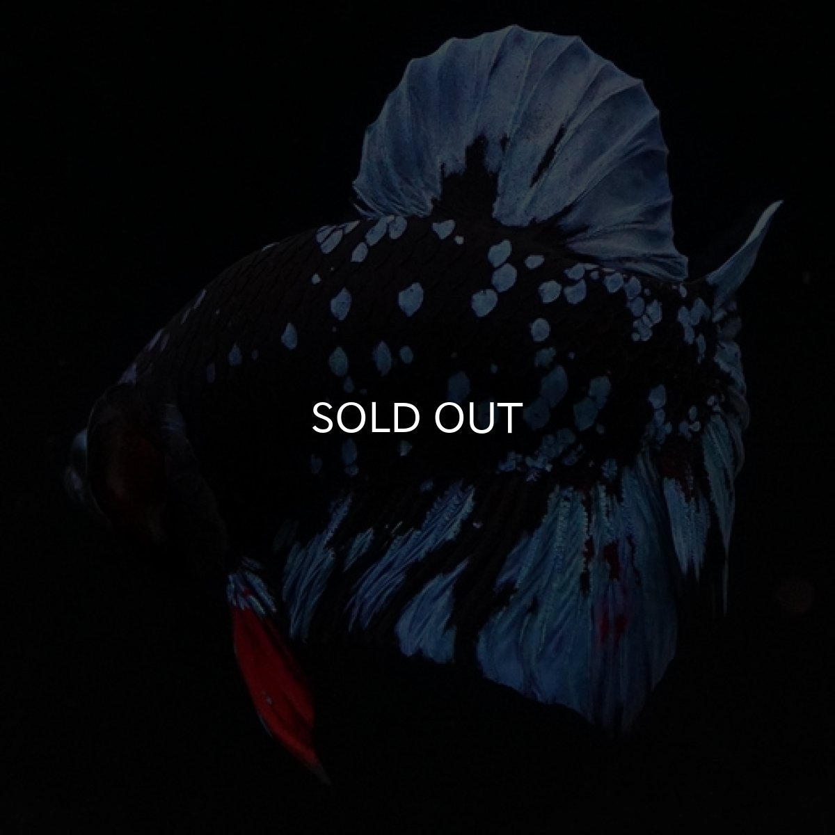 画像4: HMPK ブラックスター (4)