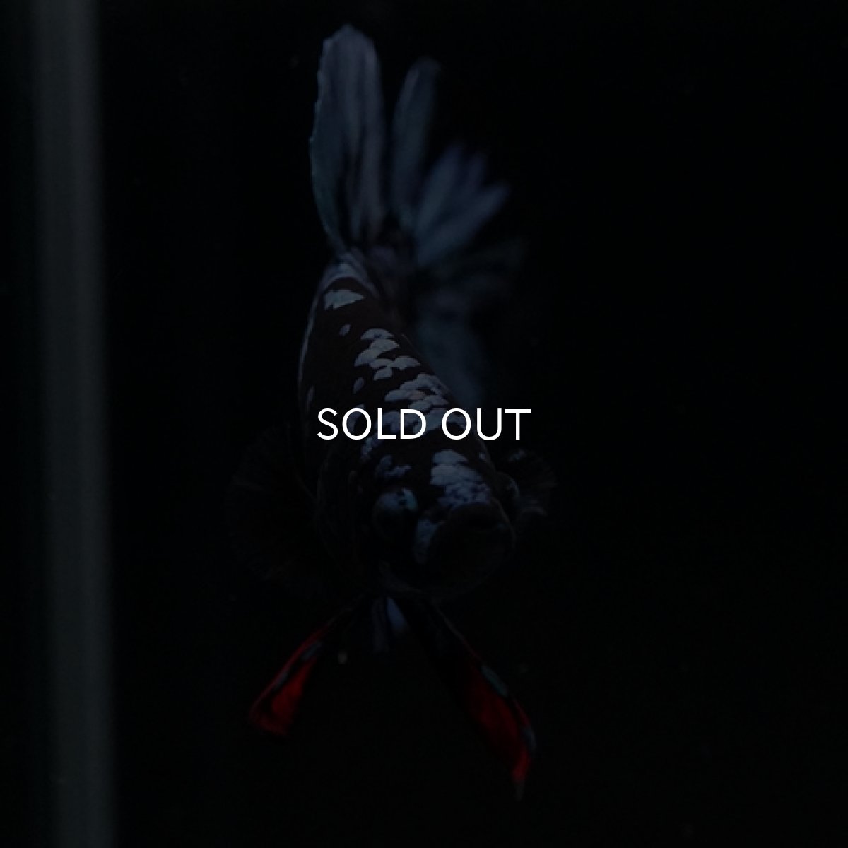 画像7: HMPK ブラックスター (7)