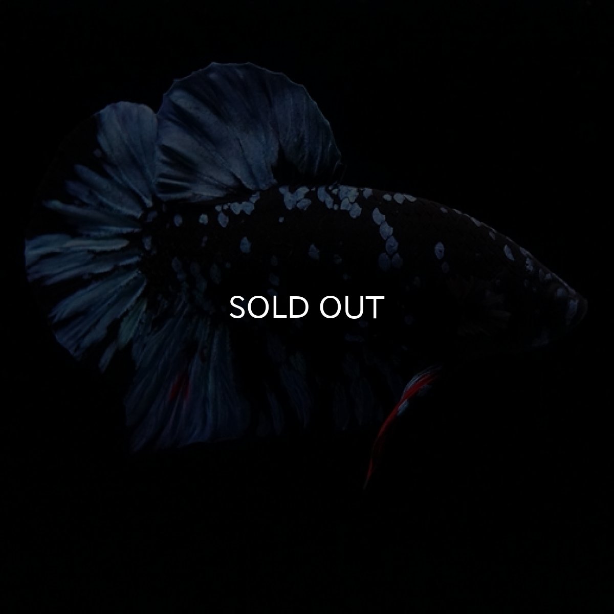 画像3: HMPK ブラックスター (3)