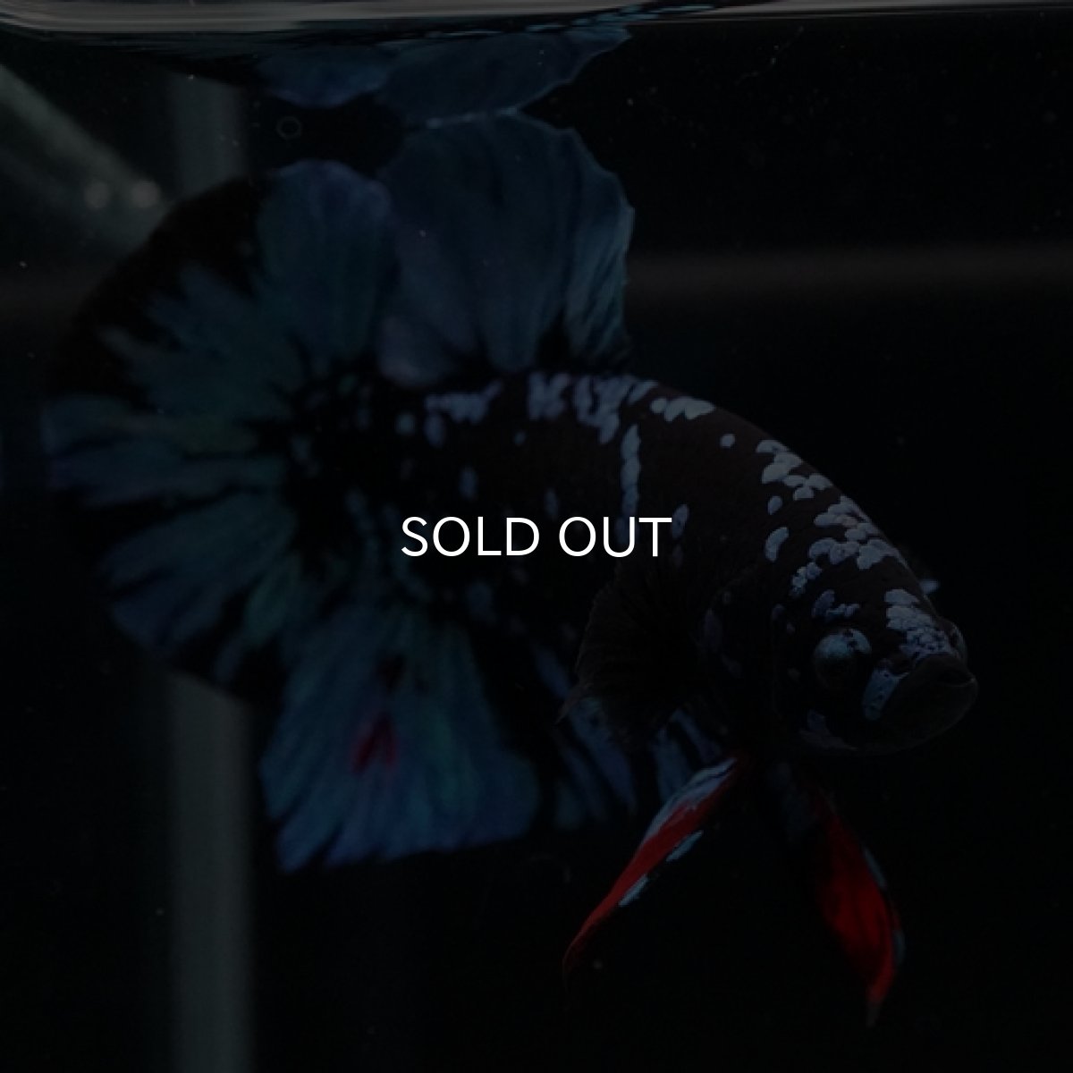 画像2: HMPK ブラックスター (2)