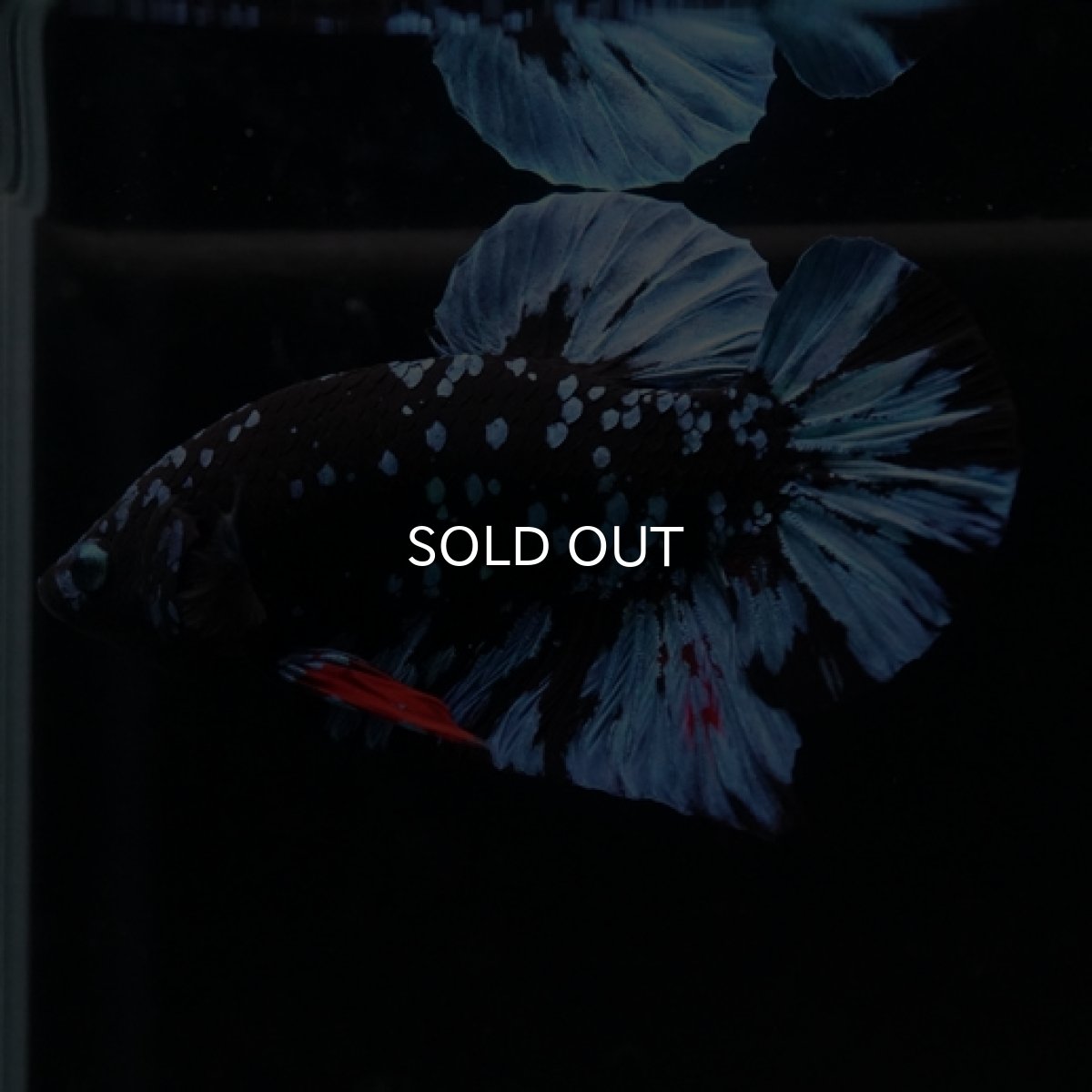 画像5: HMPK ブラックスター (5)