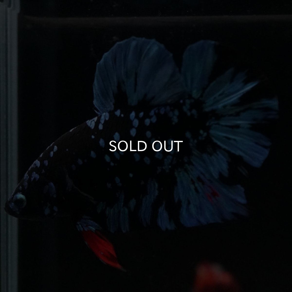 画像6: HMPK ブラックスター (6)