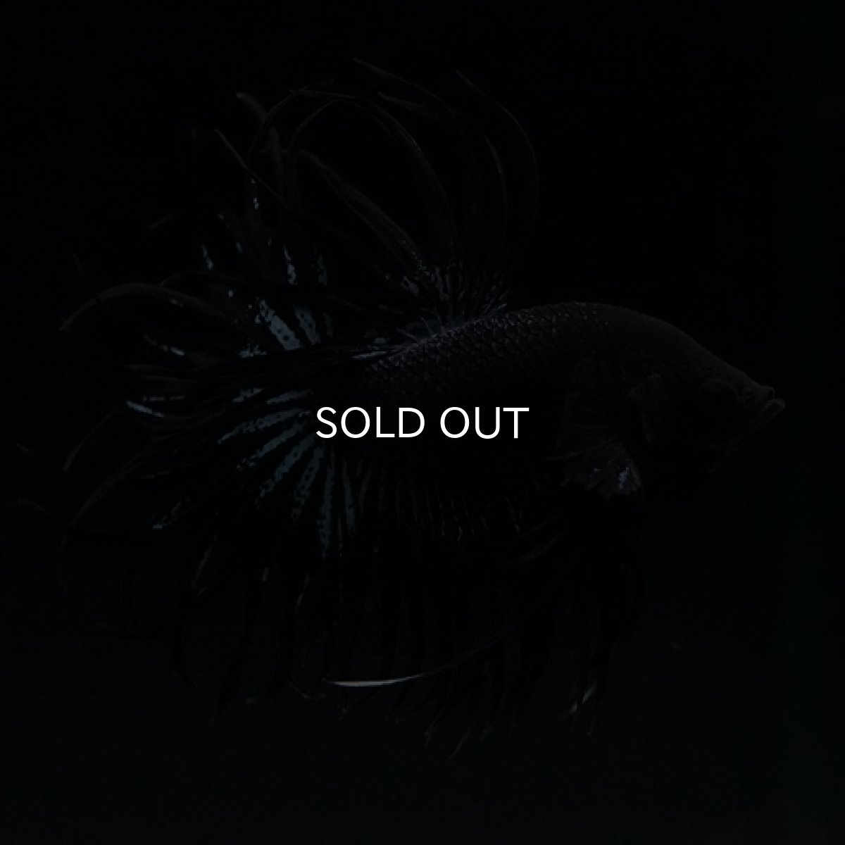 画像9: CT キングクラウン ブラックオーキッド (9)