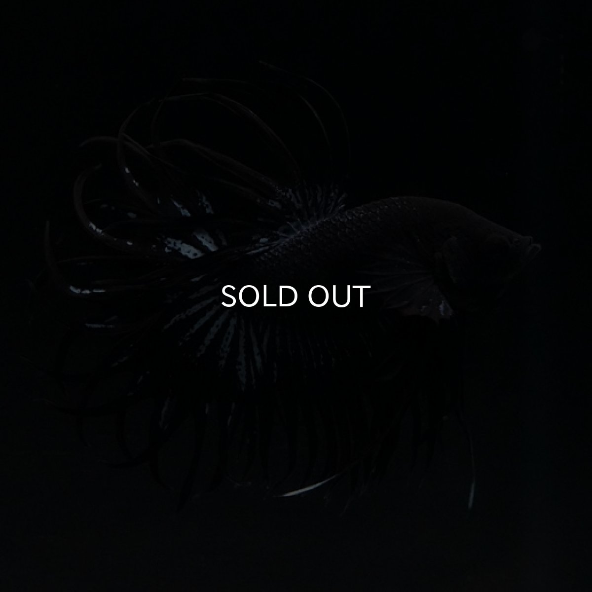 画像8: CT キングクラウン ブラックオーキッド (8)