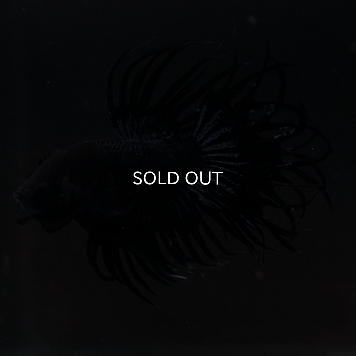 画像6: CT キングクラウン ブラックオーキッド (6)