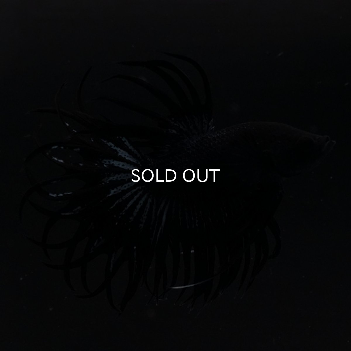 画像5: CT キングクラウン ブラックオーキッド (5)