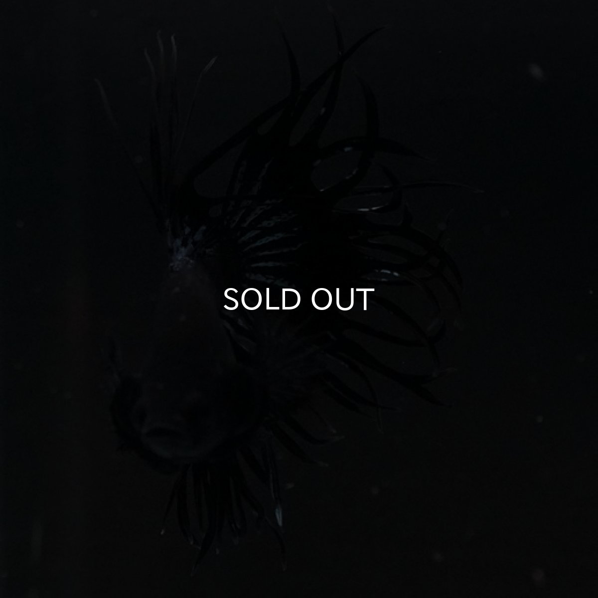 画像3: CT キングクラウン ブラックオーキッド (3)