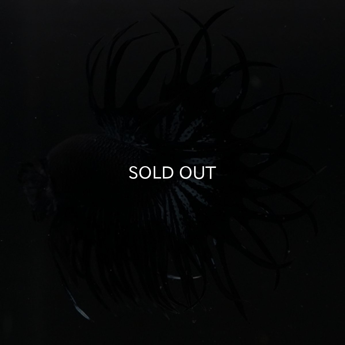 画像2: CT キングクラウン ブラックオーキッド (2)