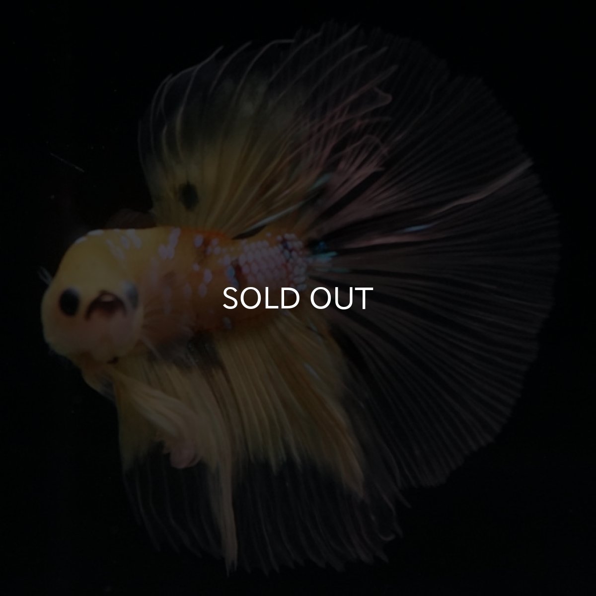 画像2: HM　イエロータイガー　クリアフィン (2)